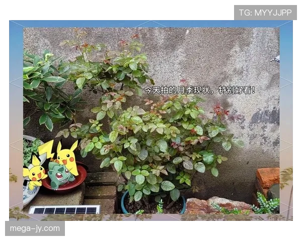 杜丽家里那小花园都比我房子大，她打完球还能亲自下厨？真的假的？！